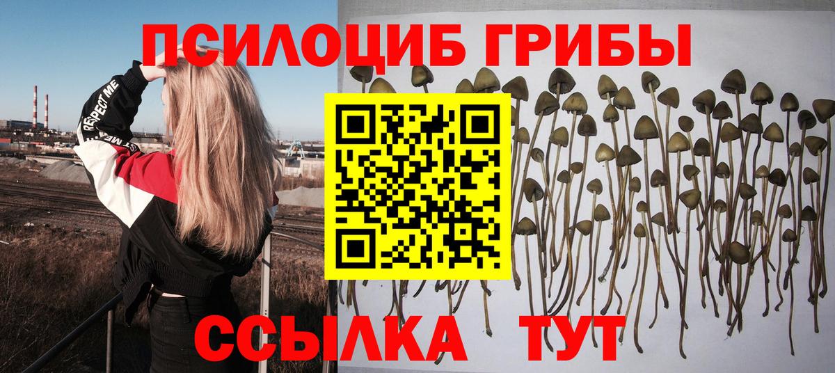 Псилоцибиновые грибы Cubensis  хочу   Бутурлиновка  Вход с VPN 